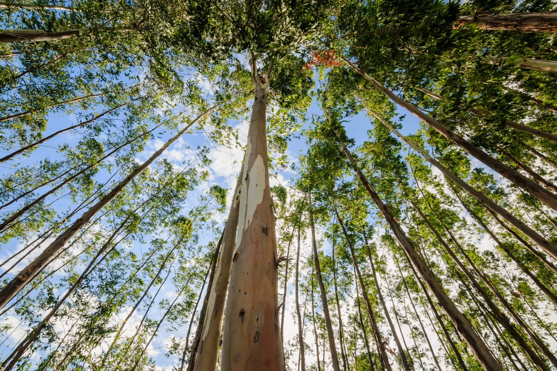 tratamento de eucalipto em jundiaí e região