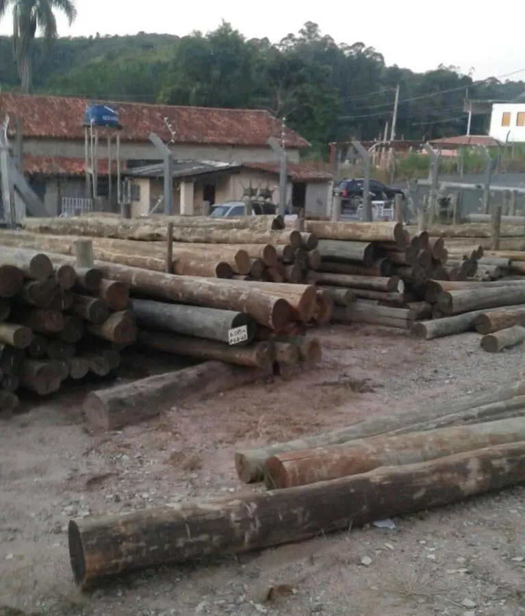 mp madereira e tratamento de eucalipto de qualidade excelente na região de Jundiai